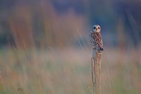 Hibou des marais (côte picarde)