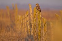 Hibou des marais (côte picarde)