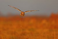 Hibou des marais (côte picarde)