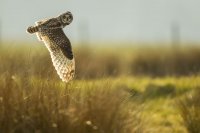 Hibou des marais (côte picarde)