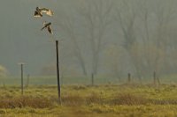 Hibou des marais et faucon crécerelle (côte picarde)