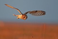 Hibou des marais (côte picarde)