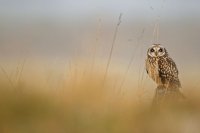 Hibou des marais (côte picarde)