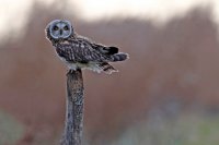 Hibou des marais (côte picarde)