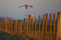 Hibou des marais et faucon crécerelle (littoral picard)