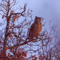 Hibou grand-duc femelle