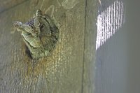 Hibou petit-duc (Parc national d'Hortobagy, Hongrie)