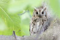 Hibou petit-duc scops (Occitanie)