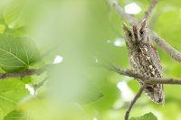 Hibou petit-duc scops (Occitanie)