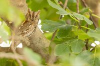 Hibou petit-duc scops (Occitanie)