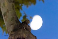 Hibou petit-duc scops (Occitanie)