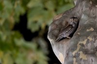 Hibou petit-duc scops (Occitanie)