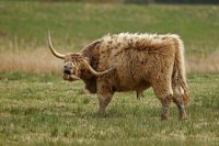 Highland cattle (Baie de Somme)