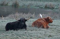 Highland cattle et héron garde-boeuf  (Baie de Somme)