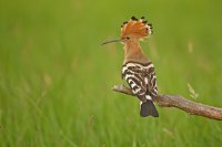 Huppe fasciée (Parc national d'Hortobagy, Hongrie)