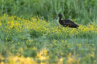 Ibis falcinelle (Basse-vallée de l'Aude)