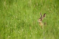 Lièvre d'Europe (Parc national d'Hortobagy, Hongrie)