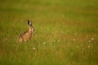 Lièvre d'Europe (Parc national d'Hortobagy, Hongrie)