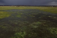 Marais (Baie de Somme)