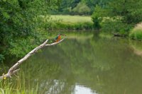 Martin-pêcheur (Ardennes)