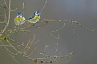 Mésanges bleues (Thiérache axonaise)