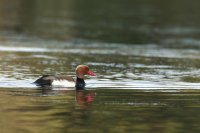 Nette rousse mâle (Basse-vallée de l'Aude)