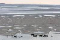Phoques veaux-marins (Baie d'Authie)