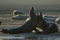 Phoques gris (baie d'Authie)