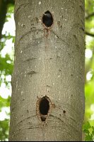 Pic noir poussin (Thiérache axonaise)