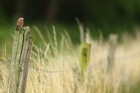 Pie-grièche écorcheur mâle (Aisne)