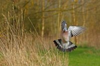 Pigeon ramier (Marquenterre)