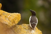Pingouin torda (Islande)