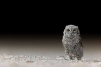 Poussin de hibou petit-duc scops (Occitanie)