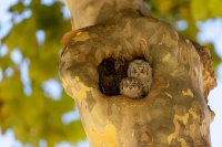 Poussins de hibou petit-duc scops (Occitanie)