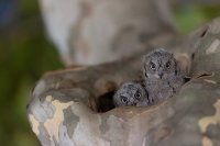 Poussins de hibou petit-duc scops (Occitanie)