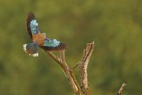 Rollier d'Europe (Parc national d'Hortobagy, Hongrie)