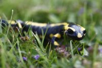 Salamandre (Cotentin)